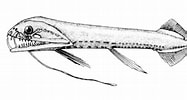Image result for "Aristostomias Tittmanni". Size: 187 x 100. Source: fishbiosystem.ru