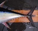 Image result for "thunnus Albacares". Size: 124 x 100. Source: ncfishes.com