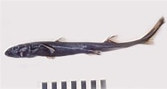 Afbeeldingsresultaten voor "etmopterus Polli". Grootte: 188 x 100. Bron: www.gbif.org