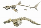 Afbeeldingsresultaten voor skelet haai. Grootte: 143 x 100. Bron: erickanicole-daily.blogspot.com