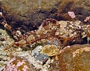 Image result for Myoxocephalus scorpioides Klasse. Size: 128 x 100. Source: www.seawater.no
