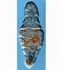 Image result for Nemertodermatida. Size: 90 x 100. Source: lifecatalog.ru
