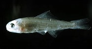 Image result for "notoscopelus Elongatus". Size: 187 x 100. Source: www.eisk.cn