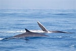 Billedresultat for Cetacea Animal. størrelse: 150 x 100. Kilde: www.elperiodico.com