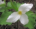 Image result for White Trillium. Size: 125 x 100. Source: plants.ces.ncsu.edu