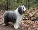 Image result for Bearded Collie. Size: 126 x 100. Source: animalsbreeds.com