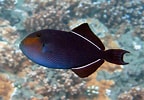 Image result for Black Triggerfish Habitat. Size: 144 x 100. Source: www.pinterest.com