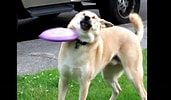 Image result for Frisbee Dog. Size: 171 x 100. Source: www.youtube.com