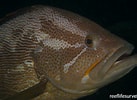 Afbeeldingsresultaten voor "epinephelus Haifensis". Grootte: 137 x 100. Bron: reeflifesurvey.com