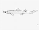 Afbeeldingsresultaten voor "etmopterus Polli". Grootte: 131 x 100. Bron: shark-references.com
