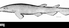 Image result for "apristurus Profundorum". Size: 241 x 100. Source: www.alamy.com