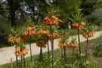 Image result for "fritillaria Sargassi". Size: 150 x 100. Source: botanischergarten.univie.ac.at