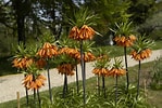 "fritillaria Drygalskii" に対する画像結果.サイズ: 149 x 100。ソース: botanischergarten.univie.ac.at