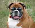 Image result for Boxer Dog. Size: 123 x 100. Source: www.publicdomainpictures.net