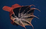Afbeeldingsresultaten voor Vampyroteuthidae. Grootte: 159 x 100. Bron: www.pinterest.com