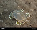 Image result for "matuta Victor". Size: 122 x 100. Source: www.alamy.com