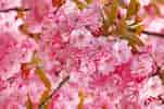 Image result for Cherry Blossom. Size: 151 x 100. Source: www.setaswall.com