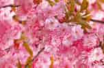 Kuvatulos haulle Cherry Blossom. Koko: 152 x 100. Lähde: www.setaswall.com