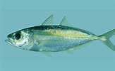 Image result for +"Selar Crumenophtalmus". Size: 163 x 100. Source: fishesofaustralia.net.au