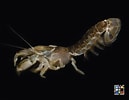 Image result for "upogebia Major". Size: 129 x 100. Source: ffish.asia