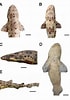 Afbeeldingsresultaten voor "scyliorhinus Haeckelii". Grootte: 70 x 100. Bron: www.researchgate.net