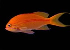 Image result for "anthias Anthias". Size: 140 x 100. Source: www.calacademy.org