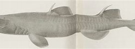 Image result for "centroscyllium Nigrum". Size: 271 x 77. Source: shark-references.com