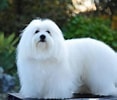 Image result for Coton De Tulear. Size: 117 x 100. Source: www.mydogbreeds.com