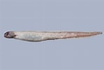 Image result for Simenchelys parasitica. Size: 149 x 100. Source: fishesofaustralia.net.au