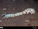 Image result for Synapta maculata Stam. Size: 129 x 100. Source: www.alamy.com
