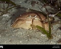 Image result for "calappa Angusta". Size: 124 x 100. Source: www.alamy.com