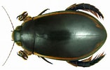 Image result for "corycaeus Limbatus". Size: 157 x 100. Source: asknature.org