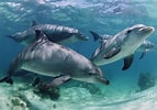 Image result for Bottlenose Dolphin family. Size: 143 x 100. Source: www.pinterest.com