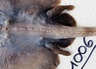 Image result for Neoraja caerulea Anatomie. Size: 139 x 100. Source: shark-references.com