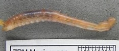 Afbeeldingsresultaten voor Anobothrus gracilis. Grootte: 233 x 98. Bron: www.marinespecies.org