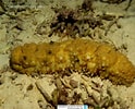 Image result for Stichopus horrens Feiten. Size: 124 x 100. Source: www.reeflex.net