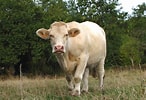 Image result for Vache jurassienne. Size: 146 x 100. Source: lemagdesanimaux.ouest-france.fr