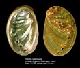 Afbeeldingsresultaten voor "haliotis Tuberculata". Grootte: 117 x 100. Bron: www.nmr-pics.nl