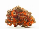 Image result for "cladocora Arbuscula". Size: 135 x 100. Source: www.joelsartore.com