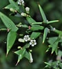 Image result for "acanthocolla Cruciata". Size: 90 x 100. Source: www.plantsystematics.org