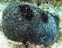 Image result for "ircinia Strobilina". Size: 128 x 100. Source: reefguide.org