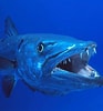 Image result for Barracuda pesce. Size: 93 x 100. Source: www.youtube.com