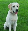 Image result for Labrador Retriever Hundetype. Size: 92 x 100. Source: 101dogbreeds.com