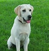 Bilderesultat for Labrador Retriever. Størrelse: 96 x 100. Kilde: www.101dogbreeds.com