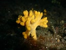 Image result for "axinella Verrucosa". Size: 132 x 100. Source: www.flickr.com