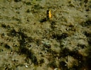 Image result for Microlipophrys dalmatinus. Size: 129 x 100. Source: www.lagunaproject.it