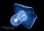 Afbeeldingsresultaten voor "corolla Calceola". Grootte: 144 x 100. Bron: www.oceanlight.com