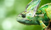 Image result for Chameleon Profile. Size: 168 x 100. Source: wallpx.com