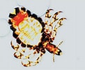 Image result for "labidoplax Buskii". Size: 122 x 100. Source: www.researchgate.net
