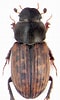 Image result for "puerulus Carinatus". Size: 60 x 100. Source: www.zin.ru